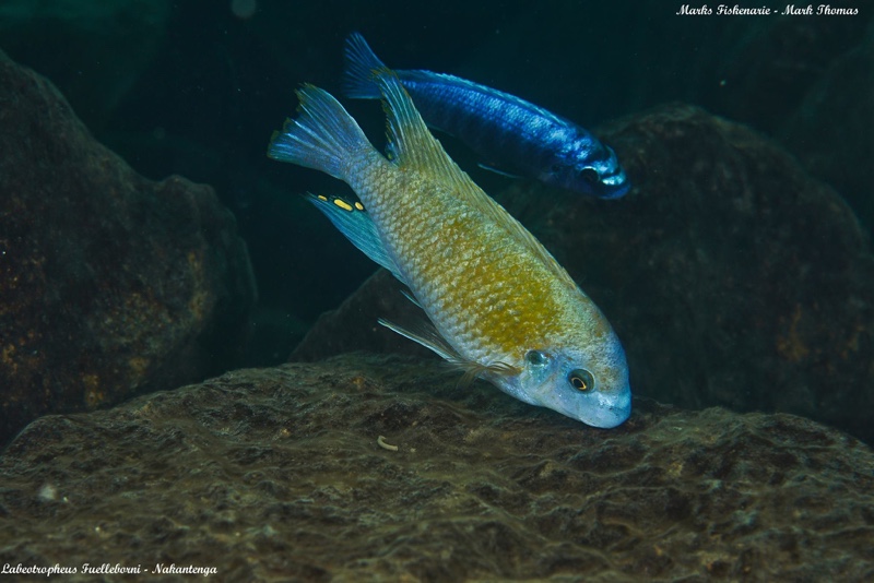 Labeotropheus fuelleborni 'Nakantenga Island'